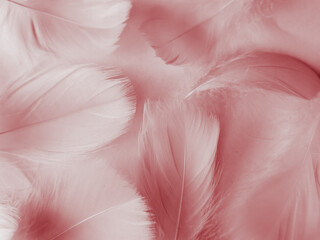 Beautiful abstract red feathers on white background, white feather texture on red pattern and red background, pink feather wallpaper, love theme, wedding valentines day, red gradient
