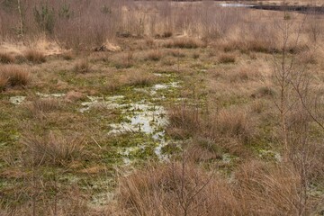 Ein Sumpfgebiet im Venner Moor