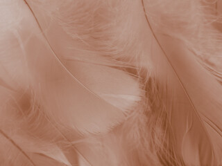 Beautiful abstract white and brown feathers on white background and soft yellow feather texture on white pattern and yellow background, feather background, gold feathers banners, brown texture