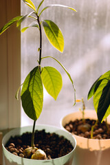 Baby avocado houseplant of green and yellow colors growing in a pot with stones