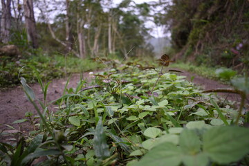Diminuto camino verde