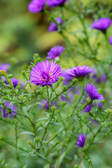 Aufnahme einer lila farbene Wiesenblume.