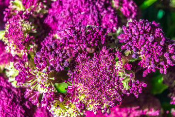 Young shoots of purple cauliflower