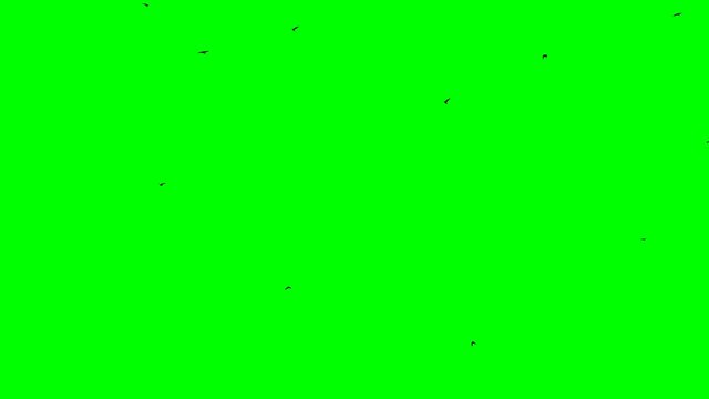 background of black birds in flight isolated looped green screen