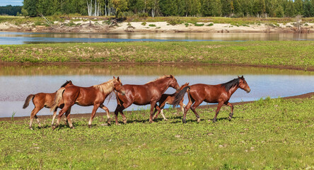 A herd of young horses running near a small pond