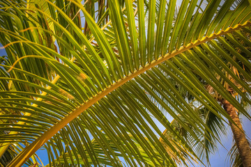 Large green branch of a palm tree against the sky