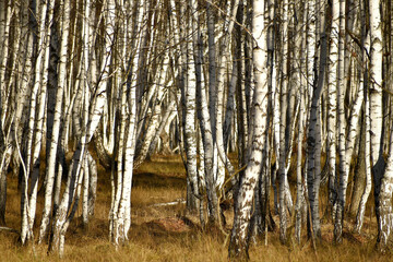 Birch grove on an autumn day. Landscape with a birch forest close up. Birch trunks background.