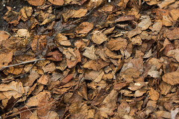 A carpet of dry and wet leaves and twigs