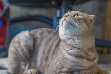 Scottish fold cat looking up on blurred background