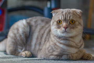 Scottish fold cat looking into the distance on a blurred background