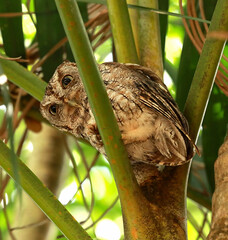 Eastern Screech Owl trying to sleep in the daytime looks down from it's safe spot in a small palm tree in Fort Lauderdale, Florida, USA.