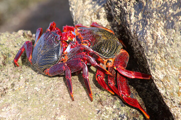 rote_Klippenkrabbe