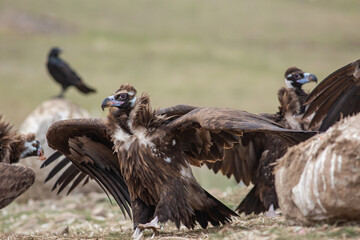 Cinereous Vulture, (Aegypius monachus) in its natural habitat. Wildlife.