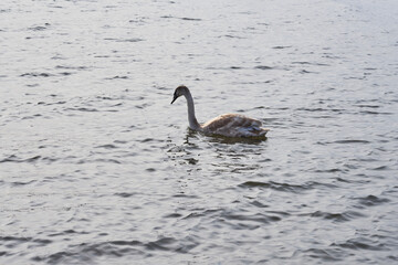 A young gray swan floats on the sea.