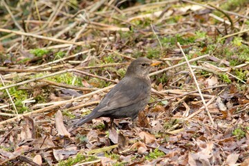 Old blackbird in the grass female