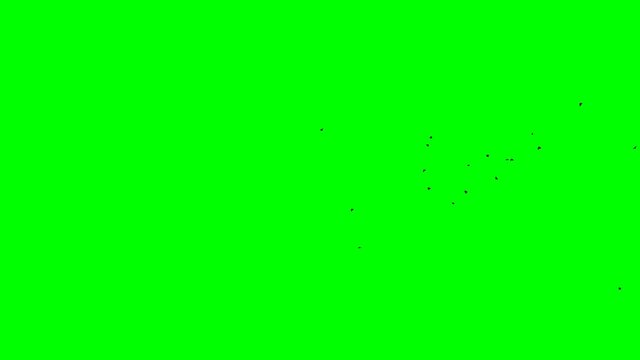 wallpaper for the screen of black birds in flight isolated green screen