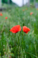 Field poppies after rain