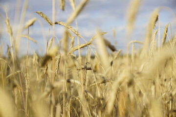 Reife Gerste, Getreide auf einem Feld