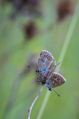 Butterflies in their natural environment.