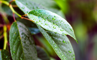 raindrops on cherry tree leaves