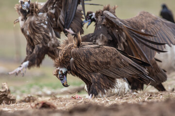Cinereous Vulture, (Aegypius monachus) in its natural habitat. Wildlife.
