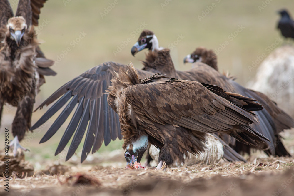 Poster Cinereous Vulture, (Aegypius monachus) in its natural habitat. Wildlife.