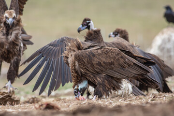 Cinereous Vulture, (Aegypius monachus) in its natural habitat. Wildlife.