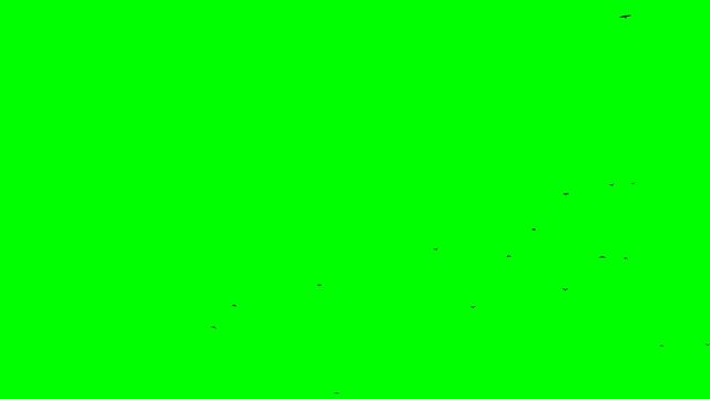 black birds flies into the frame moves from bottom to top and flies out isolated green screen