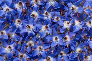 Background from many blue flowers of boretsch or cucumber herb or kukumerkraut (Borago...