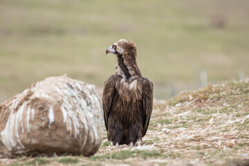 Cinereous Vulture, (Aegypius monachus) in its natural habitat. Wildlife.
