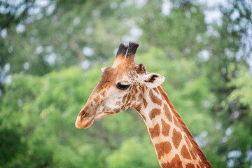 Animal head portrait of south African giraffe mammal the tallest living terrestrial animal with extremely long neck and distinctive coat patterns with sideward glance with big eyes. Horizontal image
