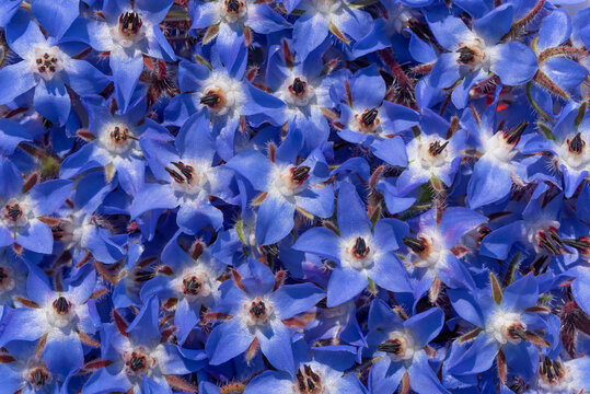 Background from many blue flowers of boretsch or cucumber herb or kukumerkraut (Borago officinalis), which are on top of and next to each other