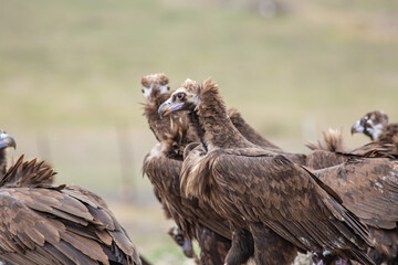 Cinereous Vulture, (Aegypius monachus) in its natural habitat. Wildlife.