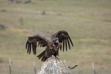 Cinereous Vulture, (Aegypius monachus) in its natural habitat. Wildlife.