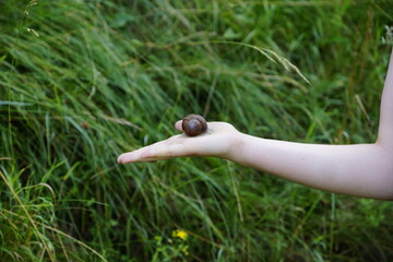 Weinbergschnecke auf einer Hand vor grünem Gras in den Bergen 