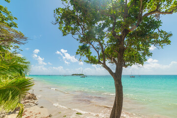Trees and turquoise water in La Datcha beach in Guadeloupe