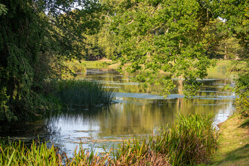 pond in the park