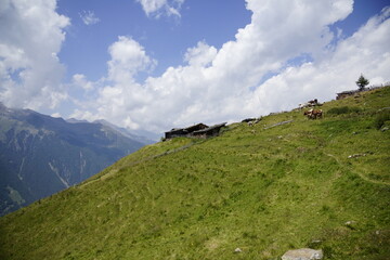 Fototapeta na wymiar Panorama rund um die Moar Alm, Berghütte in der Texelgruppe, Südtirol.