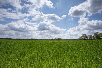 Fototapeta premium Wiese mit Gras und Wolken 