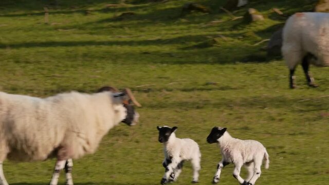 Two twin lambs playfully run to their mother to suckle for her milk. Filmed in Highland Perthshire, Scotland.
