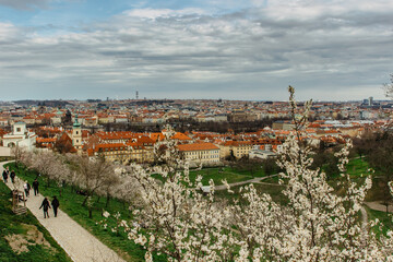 Fototapeta premium Panoramic aerial view of Prague,Czech republic in spring. Blooming sakura cherry trees on Petrin hill. People walking in city park.Red roofs,TV tower,historical houses.Travel urban scenery