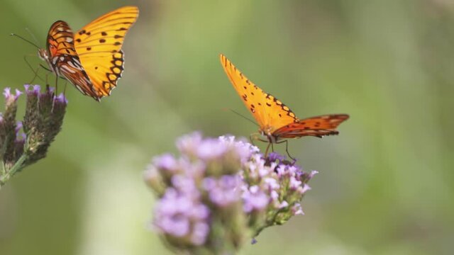 Slow motion shot of two Agraulis vanillae butterflies getting nectar from flowers. Shallow dof