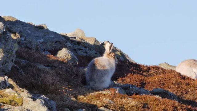 Two Scottish Mountain Hares bathe in the spring evening sun. One of the hares starts foraging for food and hops out of frame. Filmed in Highland Perthshire.