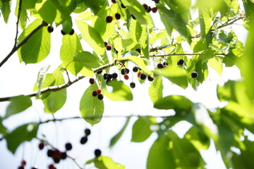 Wilde Kirschen an einem Baum in der Sonne