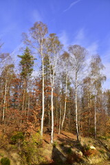 Pogórze Rożnowskie, Polska, szlaki górskie, jesień © Albin Marciniak