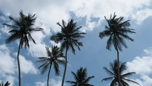 A lot of tall palm trees swaying in the wind against the sky. Africa. Palm grove. The green foliage sways on the branches. Sky with white summer clouds. Slow Motion