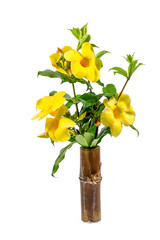 flower Allamanda cathartica 