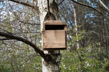 Bird's house on a birch tree in a Scottish wood. Background pattern. Fauna.
