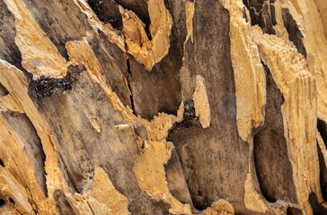 Close up view of the wood in a broken decaying tree with the insect holes creating interesting patterns.
