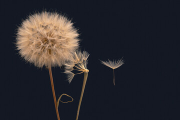 Dandelion seeds flying next to a flower on a green background